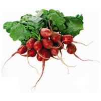 radish_bunch